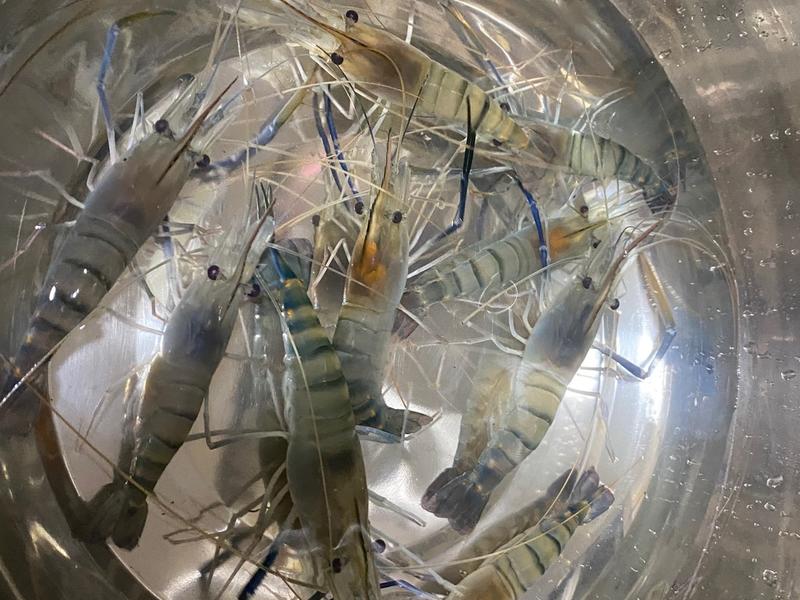 干豆腐凉菜大全家常做法：星级大厨教你轻松入门