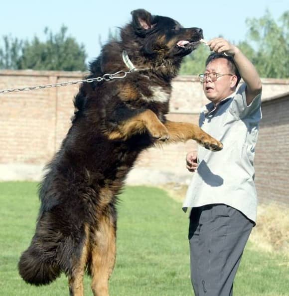 宠物狗出售同城大荔：寻找你的忠实伙伴