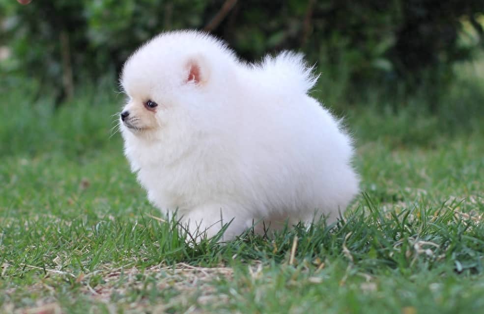 深圳宠物狗培育中心：打造健康快乐的小伙伴