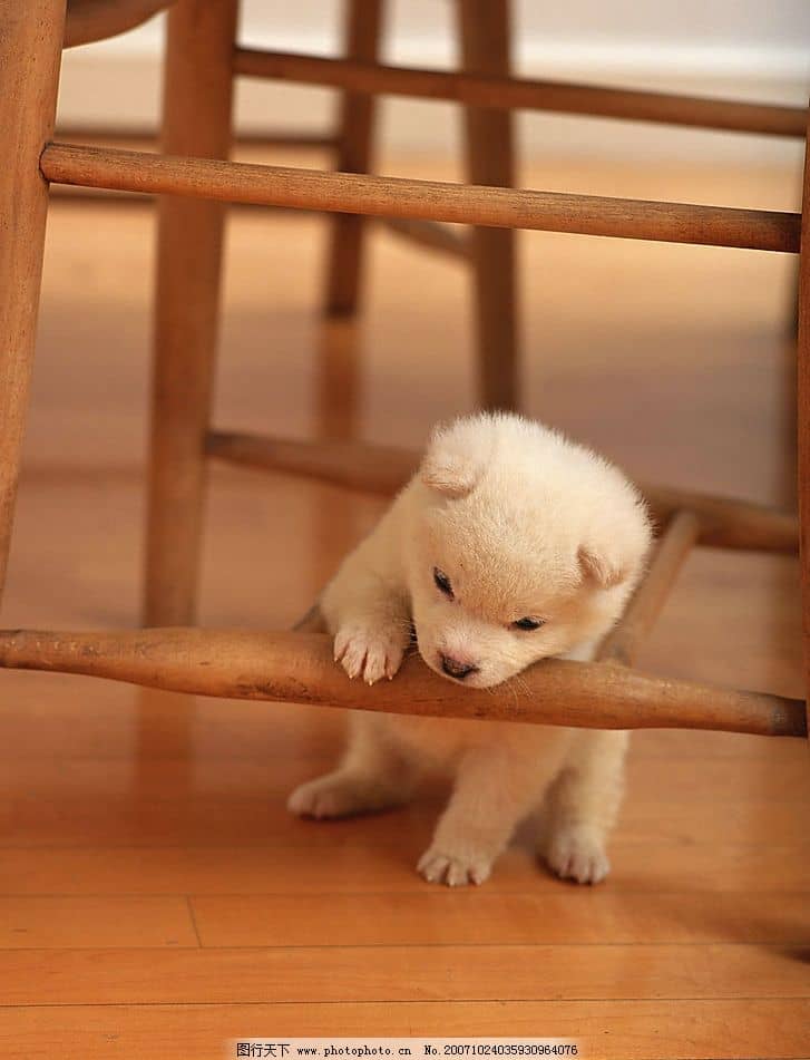 宠物狗梯子做法：让毛孩子轻松攀爬的DIY指南