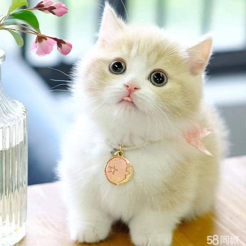 徐州宠物狗小型推荐：最适合您的毛茸茸伴侣