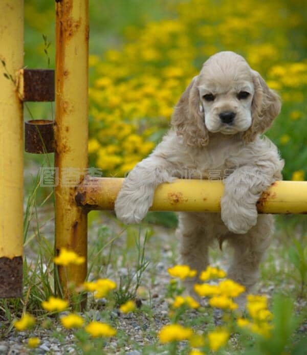 宠物狗的价格：不只是数字，更是爱的承诺