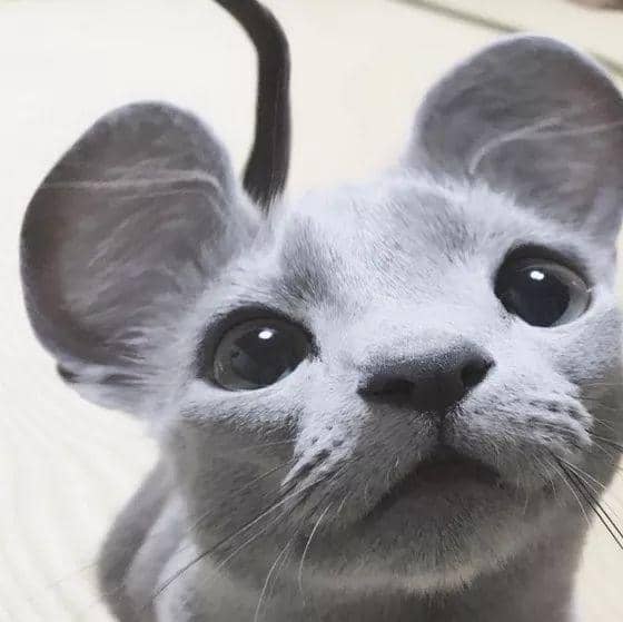 暖色宠物狗：阳光尾巴下的治愈故事