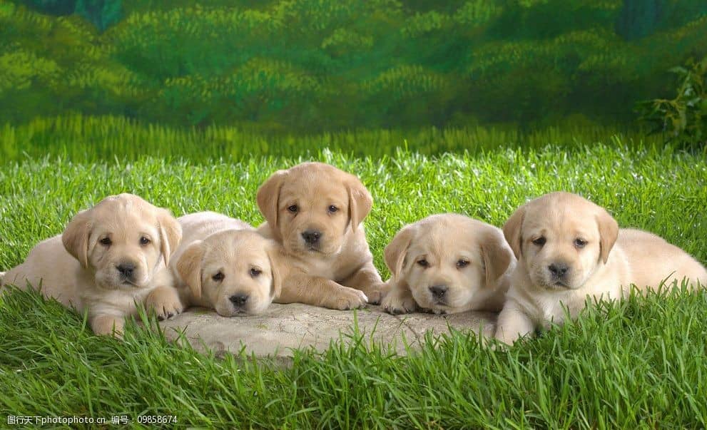 不贵的大型宠物狗：温馨伴侣的实惠之选