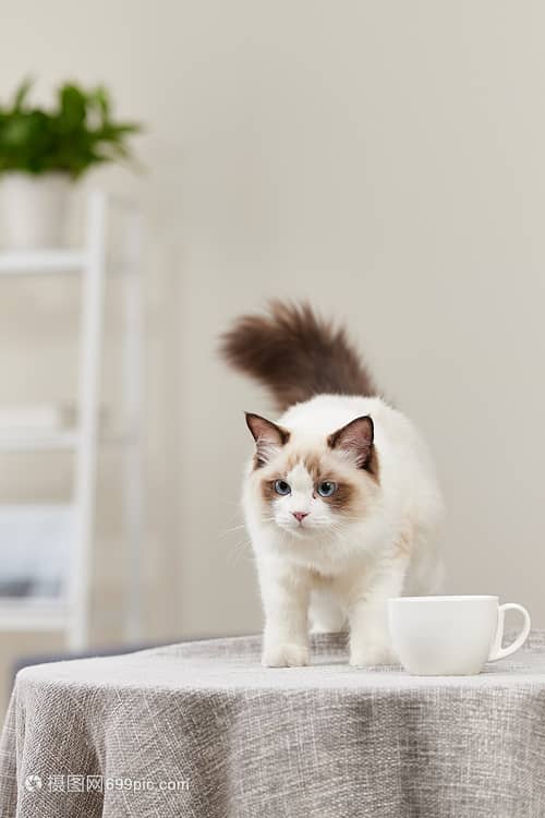 宠物狗长脸白色：优雅与温柔的完美结合