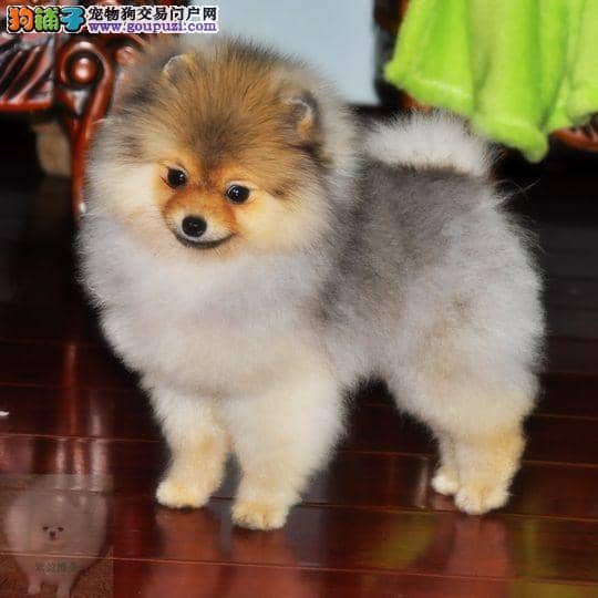 宠物狗不能离人吗？揭秘狗狗的情感需求与陪伴的重要性