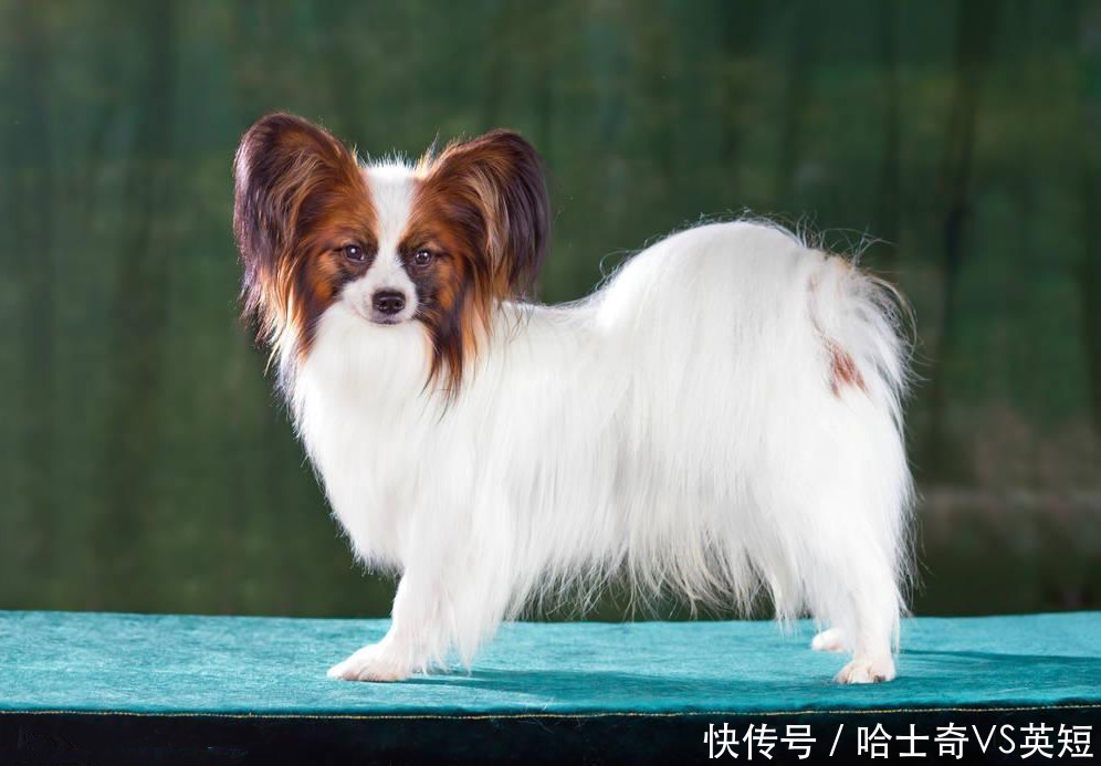 宠物狗生小土狗：温馨的家庭宠物故事