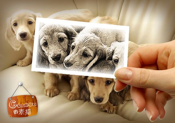 宠物狗衣的编织：温暖宠物日常，编织爱的纽带