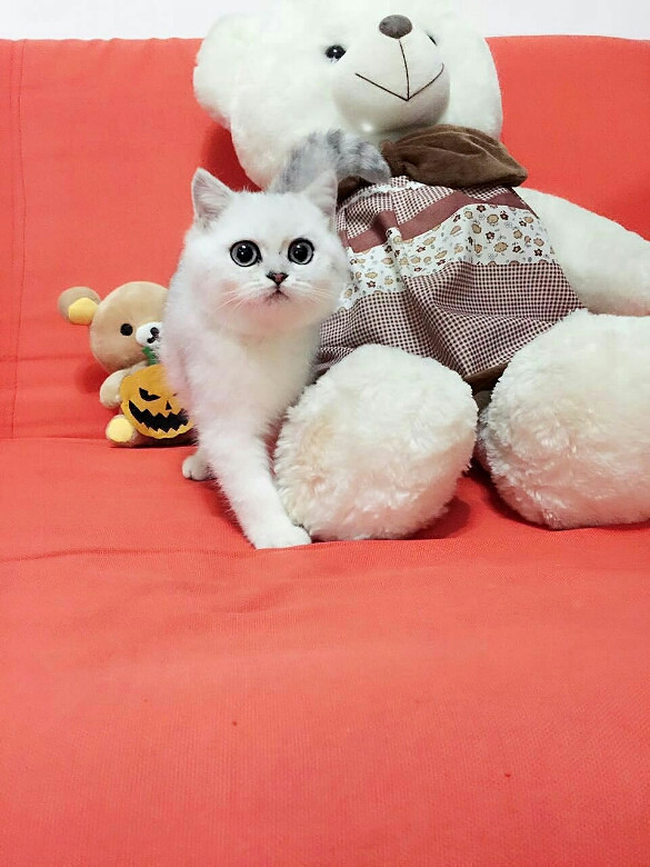 电脑宠物狗价格揭秘：智能伴侣，家的温馨守护