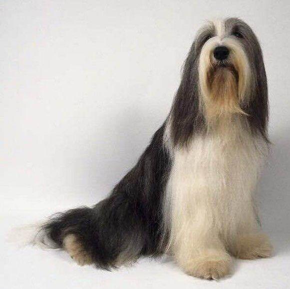 大白宠物狗能吃吗？揭秘狗狗的饮食之谜