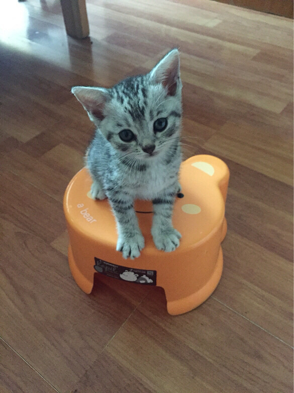 男士宠物狗粮推荐：为您的爱犬挑选最适合的营养盛宴