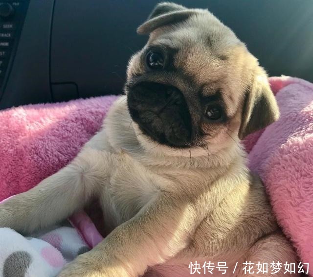 搜索宠物狗卖宠物：开启一段温暖的陪伴之旅