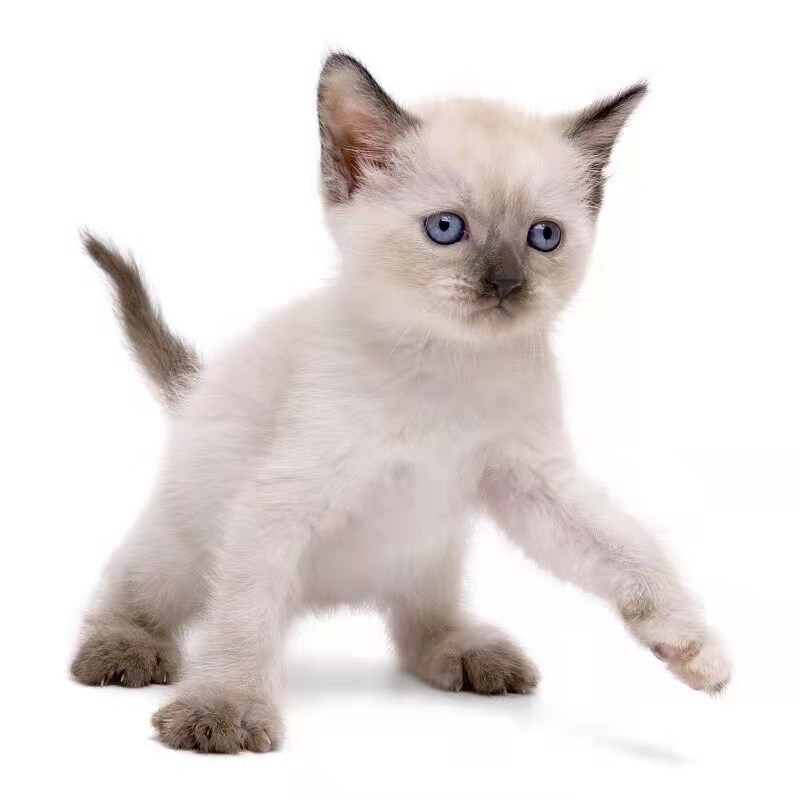 宠物狗要打几次?——揭秘疫苗注射的奥秘