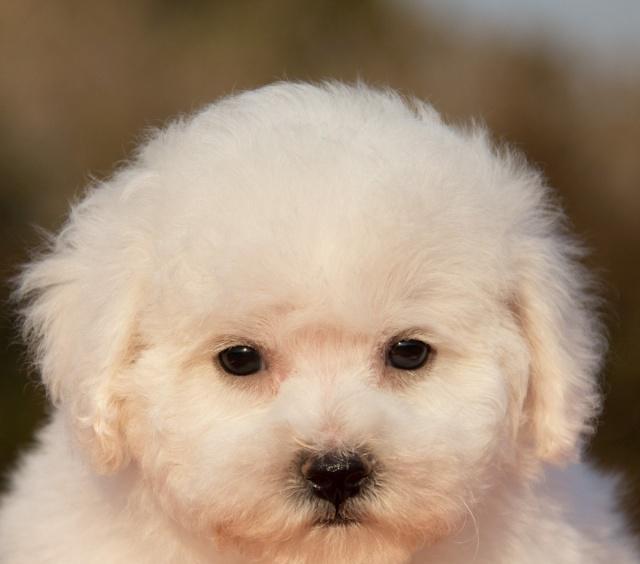 宠物狗抱上客车：温馨趣事中的情感纽带