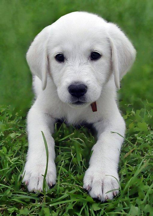 宠物狗野外钓鱼趣事