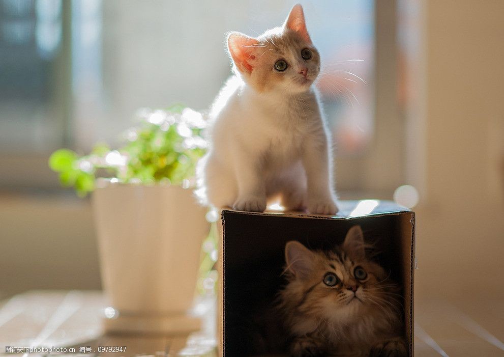 宠物狗洗澡应激:当汪星人遇见水的“内心戏”