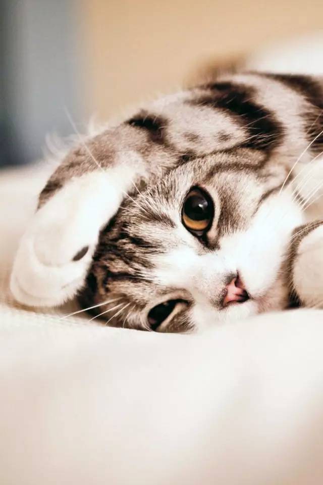 宠物狗剪头发推荐：让毛孩子清爽过夏的实用指南