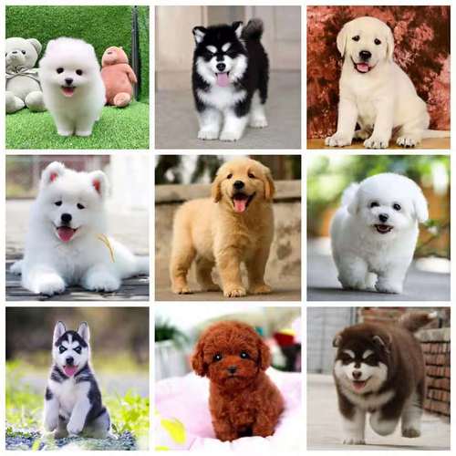 可卡幼犬宠物狗：陪伴成长的小天使