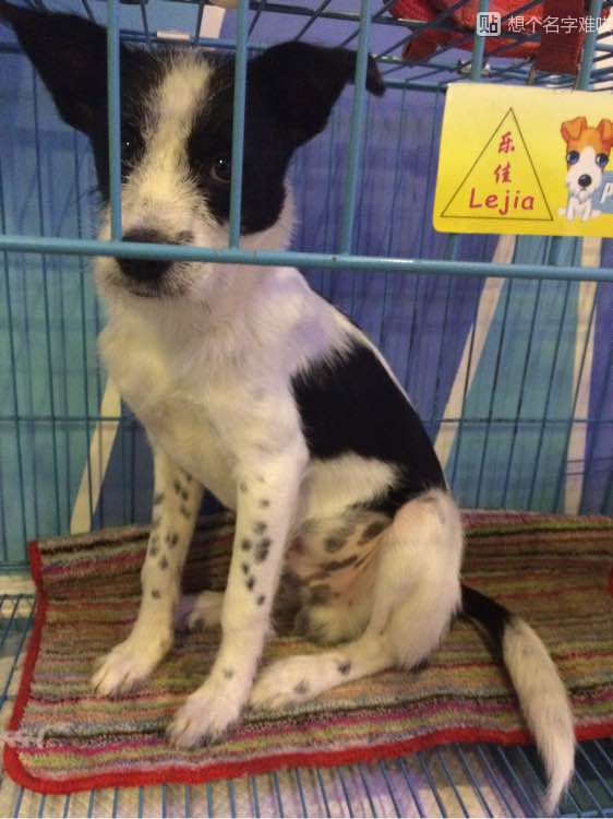 宠物狗穿戴甲：时尚与实用的完美结合