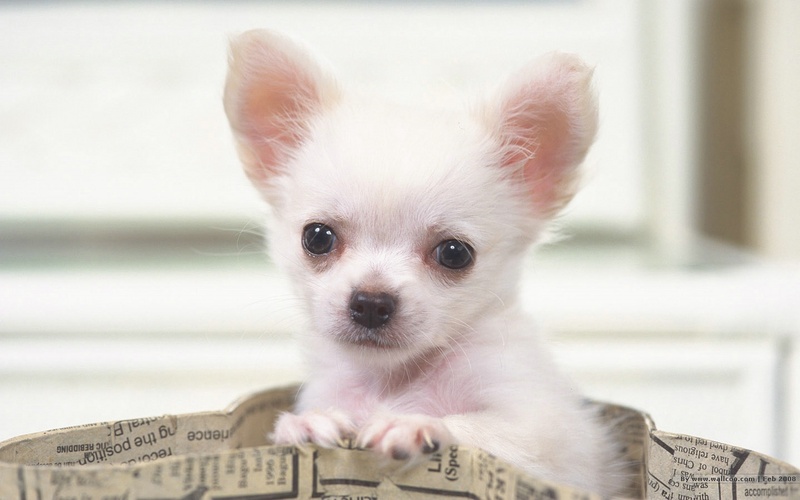 宠物狗理发教程步骤：打造萌宠新形象