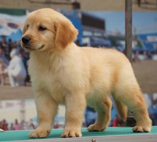 中部电力宠物狗：温暖与陪伴的电力源泉