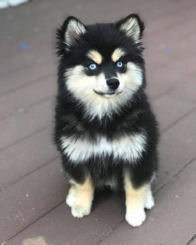 洛阳瀍河宠物狗：陪伴与知识的温馨之旅