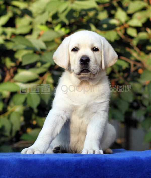 宠物狗哪个比较凶猛？揭秘那些让人敬畏的犬种