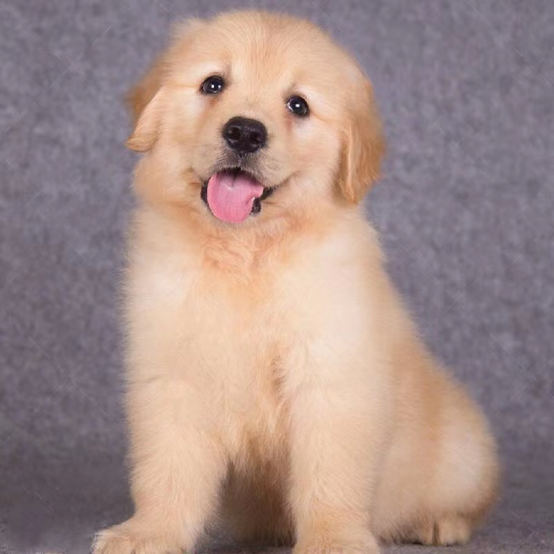 把宠物狗虐死了：悲剧背后的反思与警示