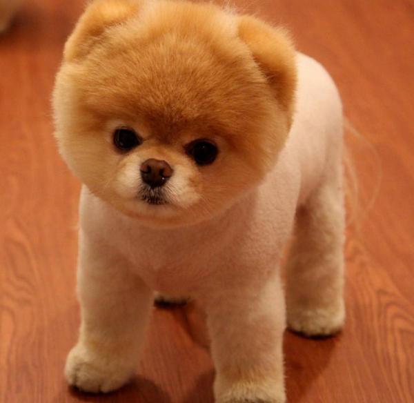 宠物狗认主时刻：揭秘狗狗忠诚背后的情感密码