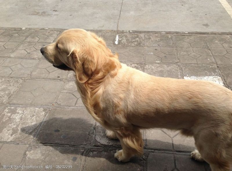 附近有宠物狗洗澡?这些地方你绝对不能错过!