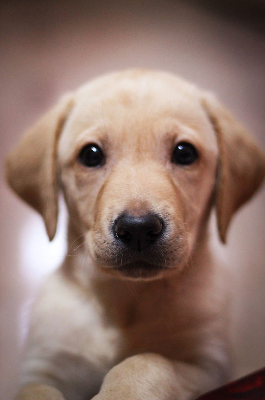 宠物狗爱猫咪：不可思议的跨物种友谊