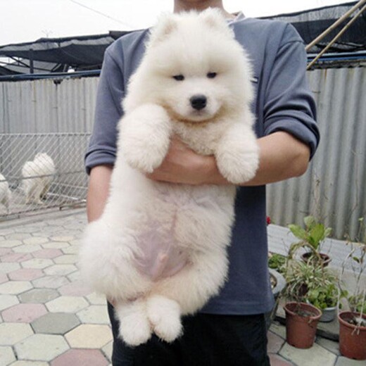 稷山宠物狗出售萨摩耶：温暖陪伴，家的新成员