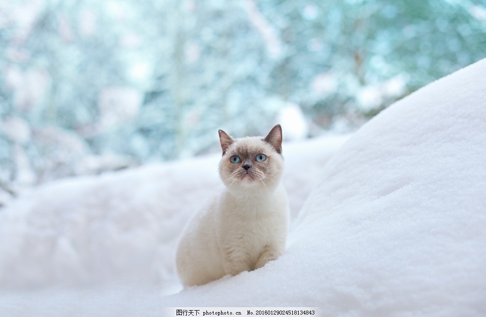品质最好的宠物狗：如何挑选您的理想伴侣