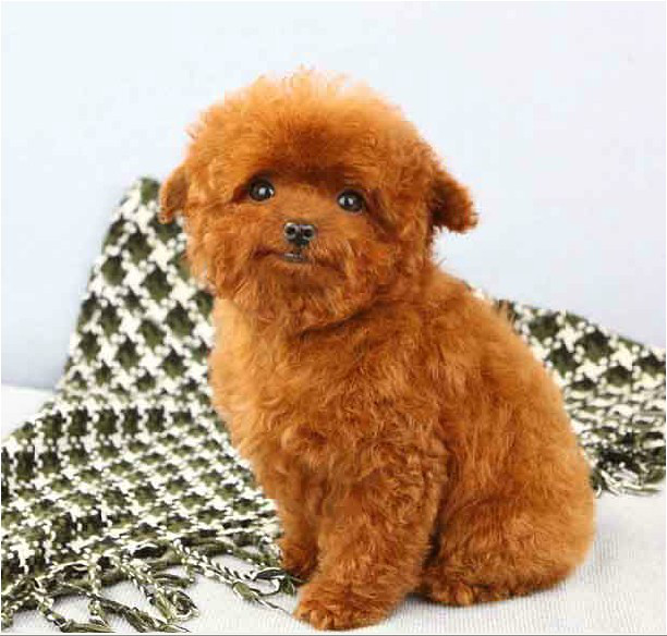 平昌宠物狗领养中心：开启您的爱心之旅