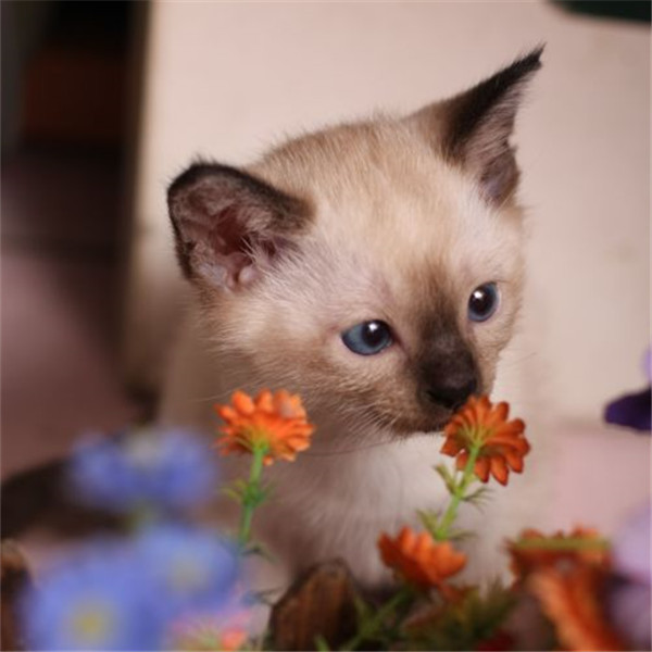 澄迈宠物狗领养：给流浪一个家，给生活一份温暖