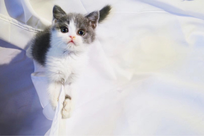 无障碍交流宠物狗：打破语言壁垒，构建和谐家园