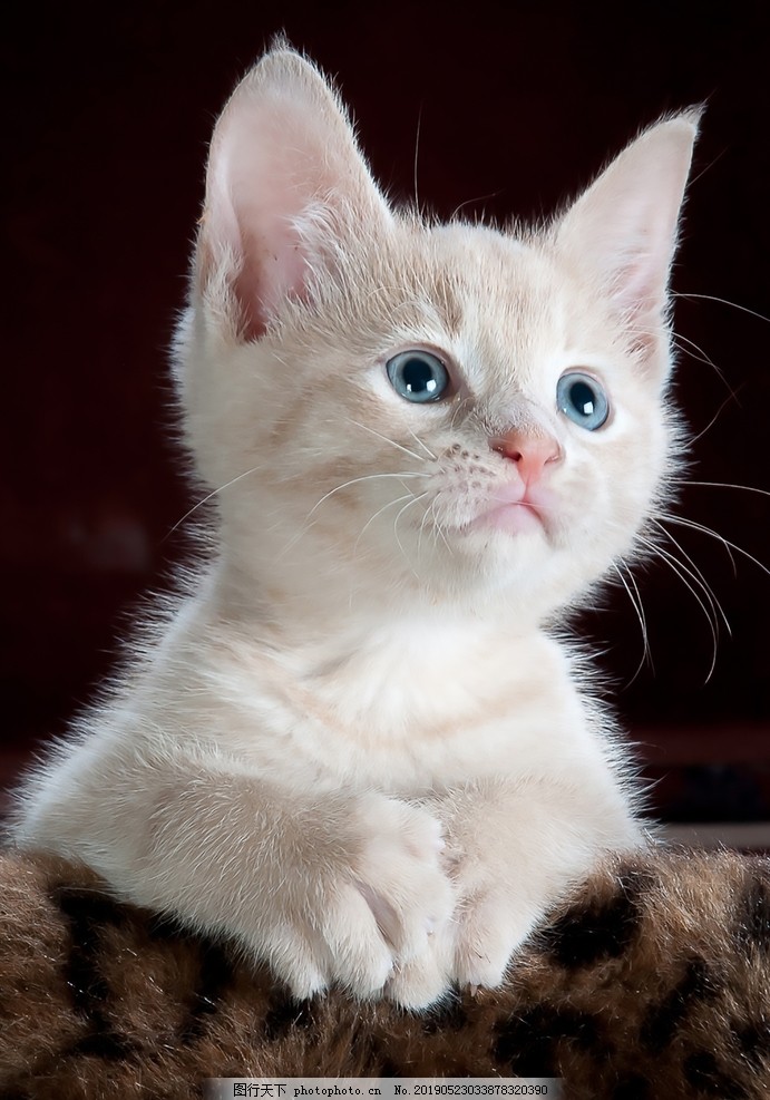 机器宠物狗拼装图纸：打造你的智能宠物伴侣