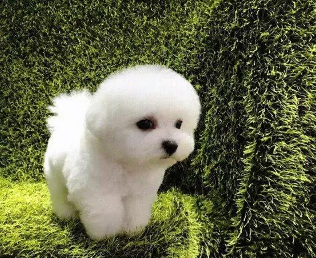 宠物狗贴皮剃：如何安全有效地为爱犬进行剃毛护理