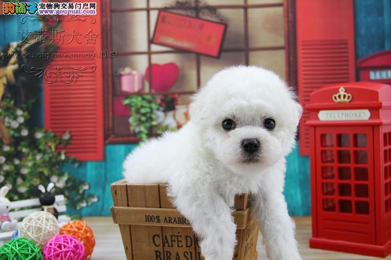 宠物狗的饲料成分：打造健康活力的小伙伴