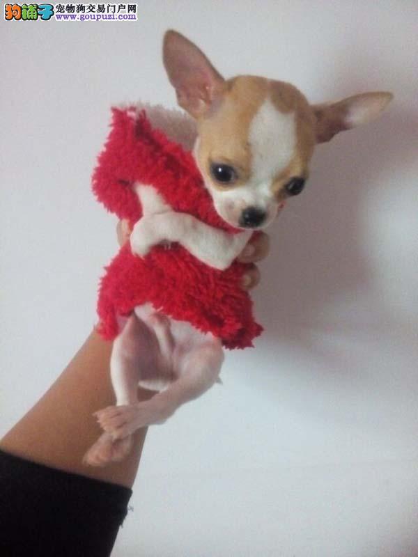 聪明宠物狗德牧：忠诚与智慧的完美结合