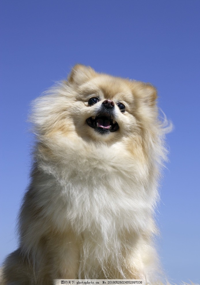 手工DIY仿真宠物狗：打造独一无二的宠物伴侣