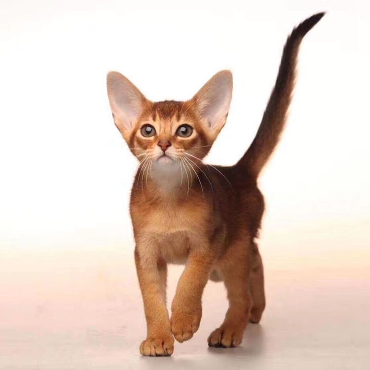 怎样挑选狗狗宠物狗？