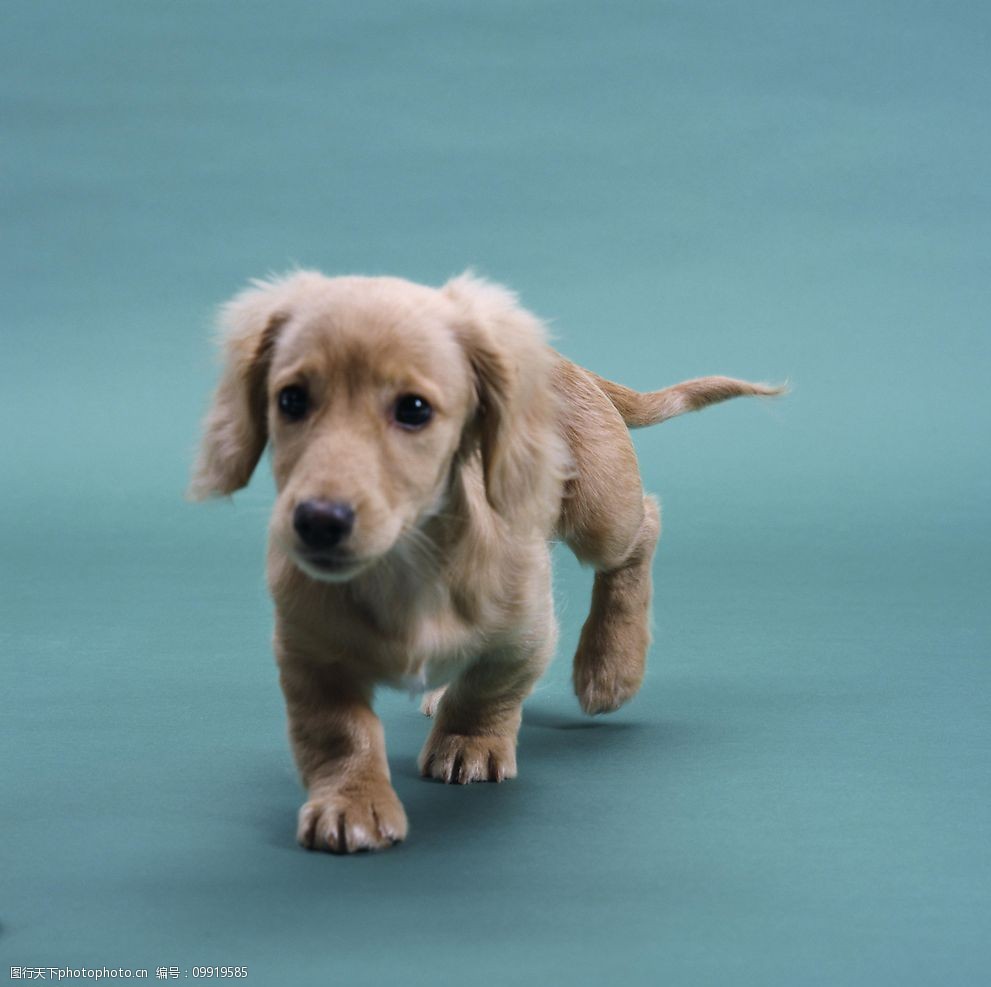 宠物狗锁防咬：守护爱犬，安全无忧