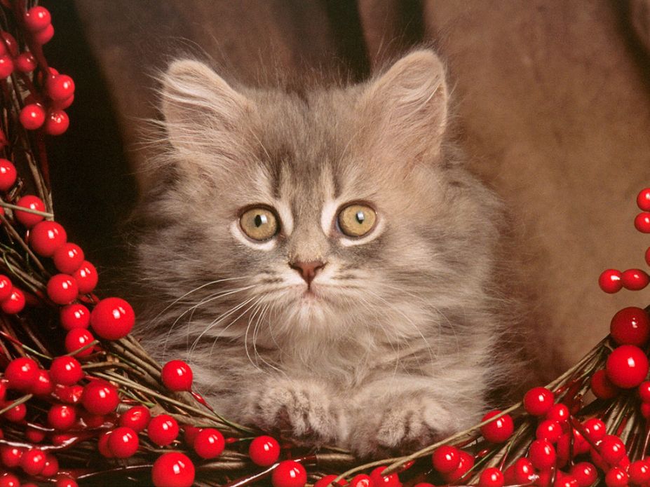 碧江区宠物狗基地——您的宠物乐园