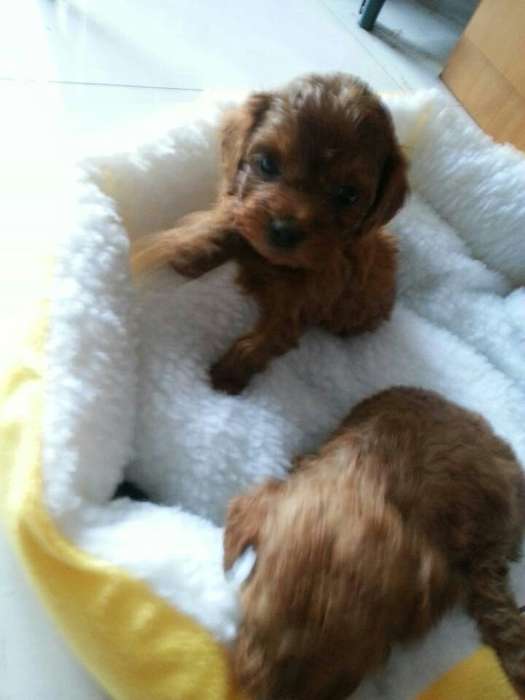 宠物狗能走多久？探索毛孩子的耐力极限与陪伴时光