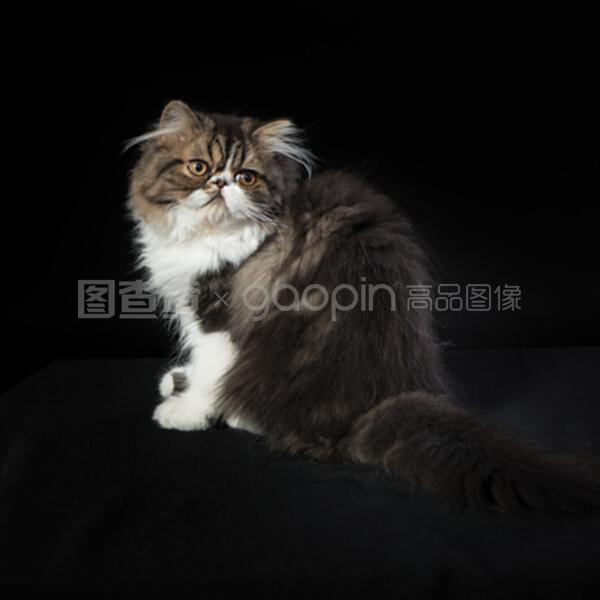 宠物狗的回收价格：揭秘市场动态与选购指南