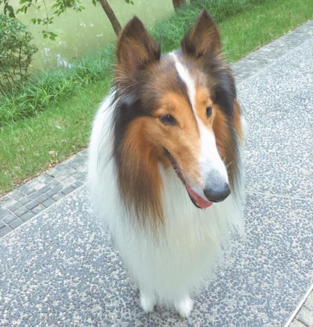 宠物狗补锌食物来源：营养均衡，守护萌宠健康