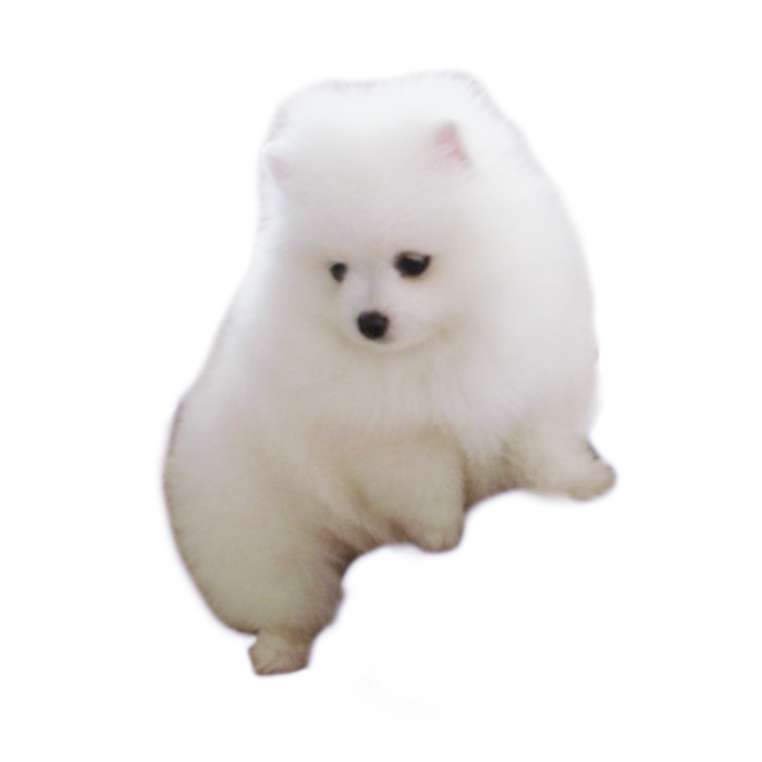 宠物狗瑞肤康：守护爱犬健康，呵护美好时光