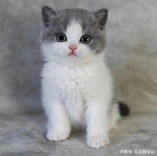 白色宠物狗照片高清：记录温馨日常，见证情感纽带