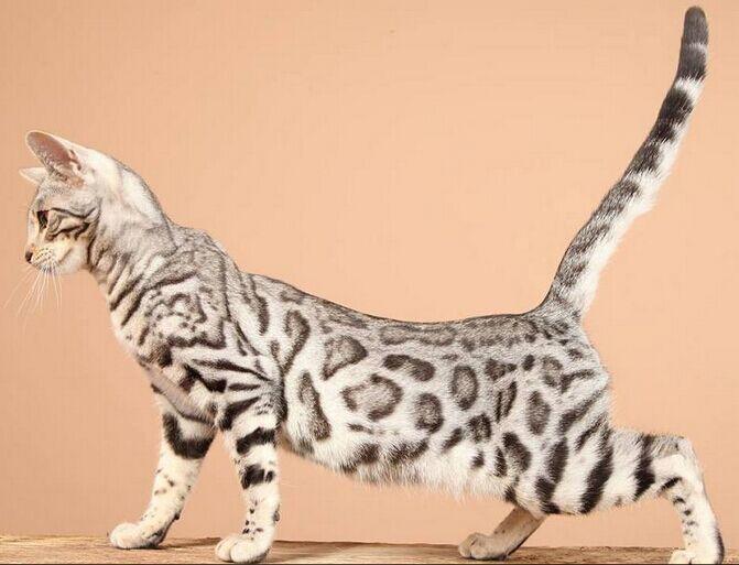 洗宠物狗衣服技巧：让爱宠焕然一新